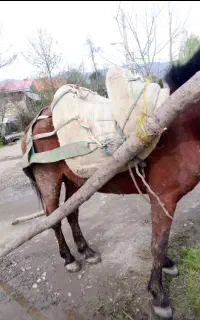 نریان باری سواری