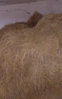 کاه سرا چینا خشک