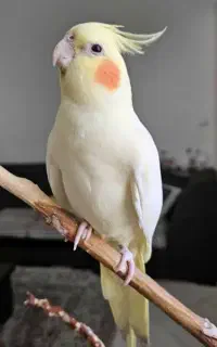 عروس هلندی گمشده