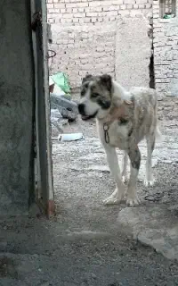 واگذاری سگ