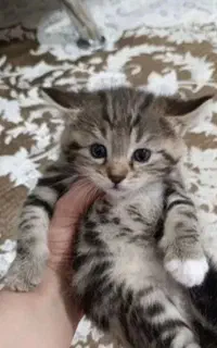 ظرف و خاک گربه