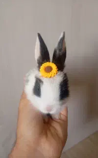 خرگوش