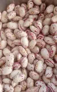 لوبیا چیتی 240