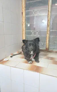یه سگ پاکوتاه بامزه