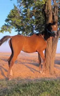اسب