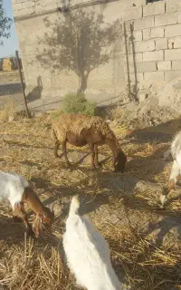 میش سالم گله گرد