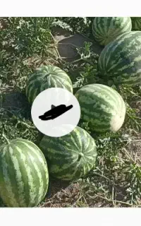 هندوانه