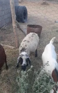 ماستو شیر