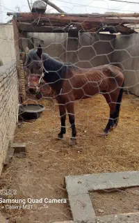 اسب سبلان ،