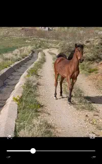 کره اسب مادیان