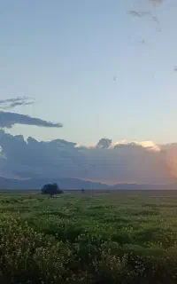 همراه مهاجرت