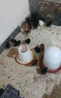 جوجه محلی