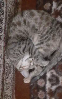 گربه مظلوم و مهربان