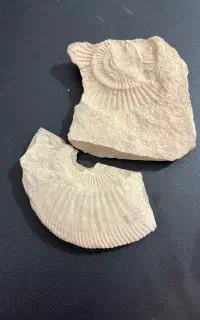 فسیل