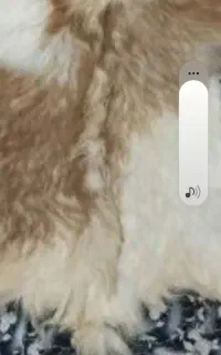 پوست خشک شده بز و گوسفند