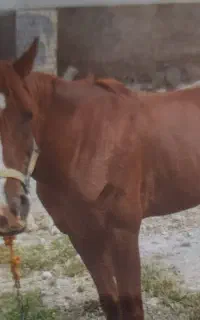 فروش اسب جوان سرحال