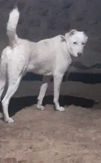 توله یک ساله سگ نگهبان و گله