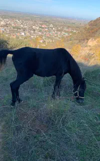 اسب کورد نر