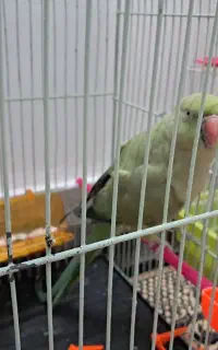 طوطی‌ملنگوسخنگو