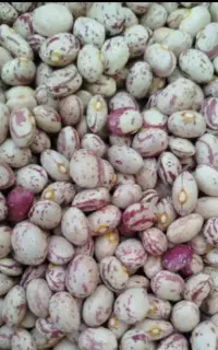 فروش لوبیا چیتی سرحد تازه مال امسال