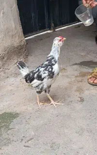 جوجه گلین