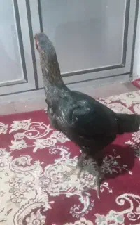 مرغ لاری