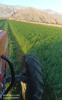 فروش یونجه درجه 1 و به شرط