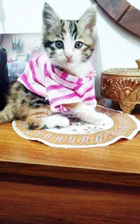 بچه گربه های خونگی 2ماهه