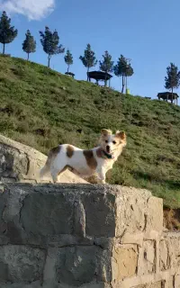 سگ پاکوتا