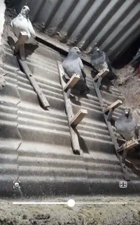 کفتر کبوتر