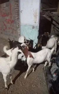 گوسفند زنده فروشی