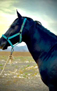 اسب