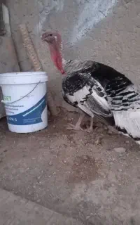 فروش بوقلمون نر اصلی