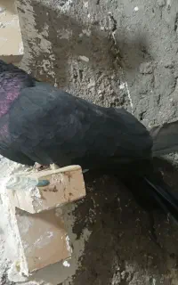 کیف کفش