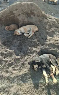 واگذاری ۳ توله سگ