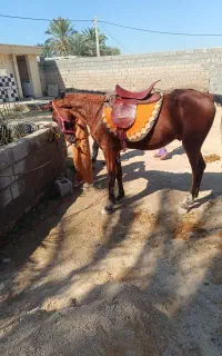اسب نژادار