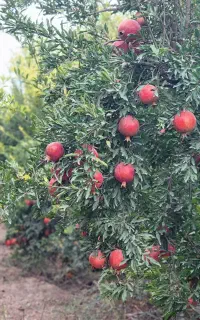 فروش عمده محصول انار