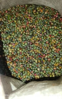 ونوشک امروز