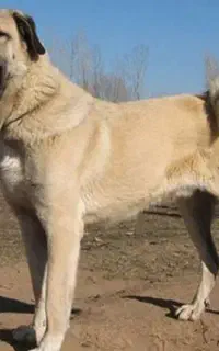 سگ سرابی اصیل