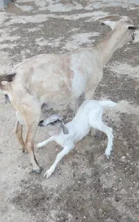 فروش بز زاییده