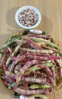 لوبیا چیتی محلی