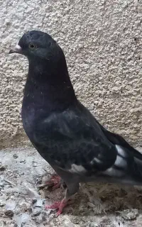 کبوتر