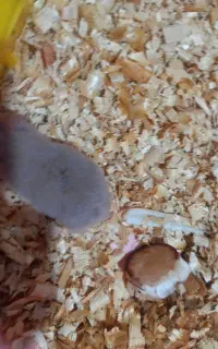 یک خانواده همستر