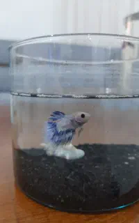 چهار عدد فایتر نر مولد