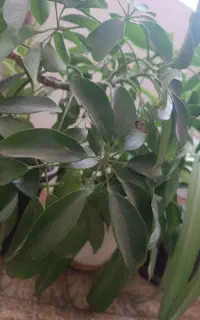 یونجه خرمانکوب شده