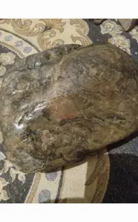 تعدادی سنگ یا شهابسنگ