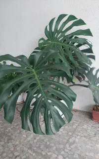 گل برگ انجیلی و سیکاس