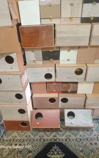 لانه عروس هلندی فقط ۱۰۰عدد  باقی مونده