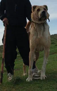 توله سگ