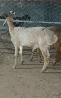3راس بره نر چینی اصیل لاغر و جنس دار فلکه شهرک